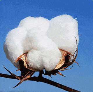 Elegant Mid-Sleeve Dress